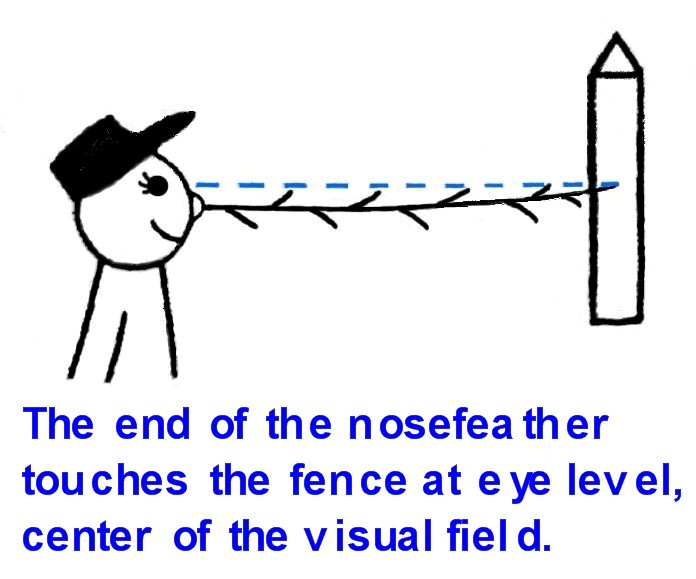 The_end_of_the_nosefeather_touches_the_fence_at_eye_level..jpg
